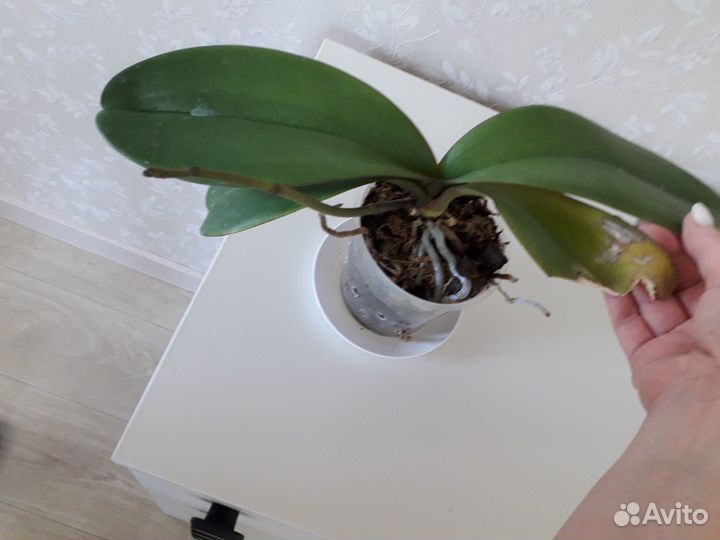 Орхидея фаленопсис биг лип