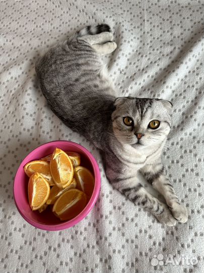 Шотландский кот вязка