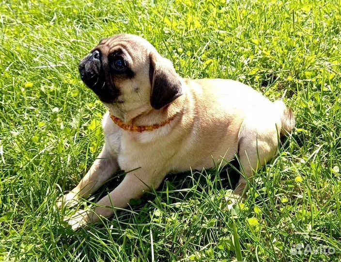 Ошейник от блох и клещей