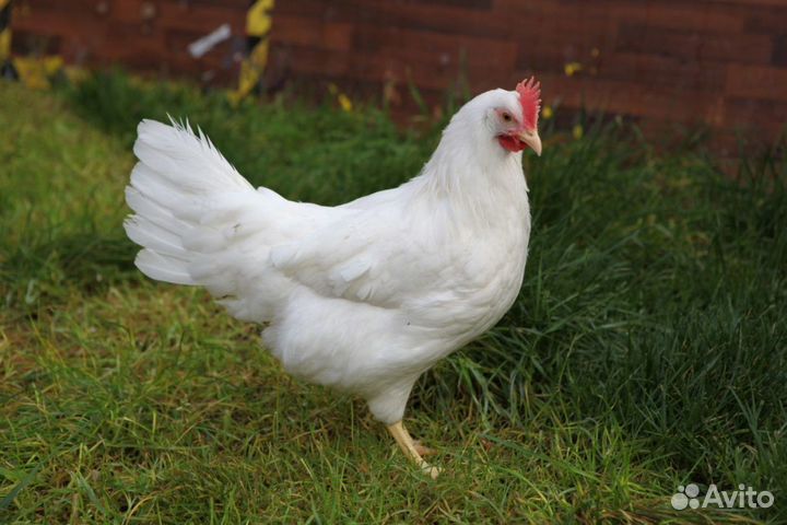 Куры несушки легорн