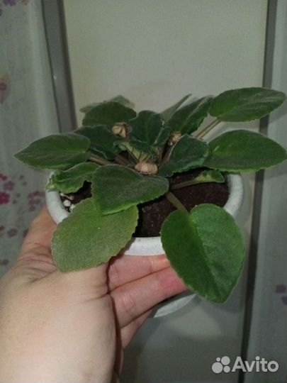 Комнатные цветы