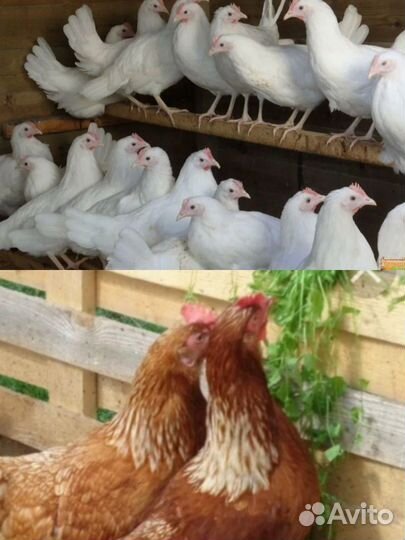 Молодки несушки наличие Ломан Браун