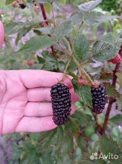 Ежевика Карака Блэк