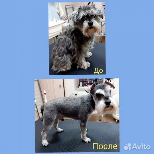 Стрижка собак декоративных пород