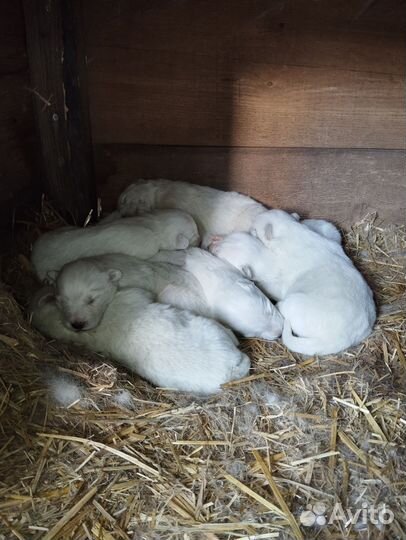 Щенки самоеда