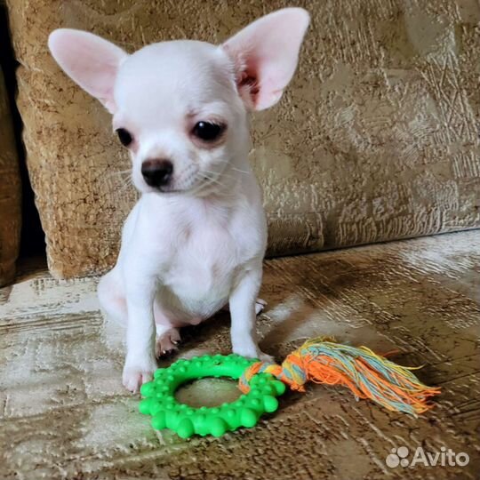 Щенки чихуахуа