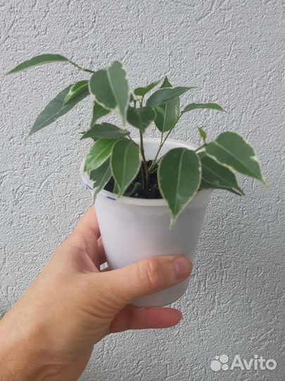 Фикус Бенжамина.Нина