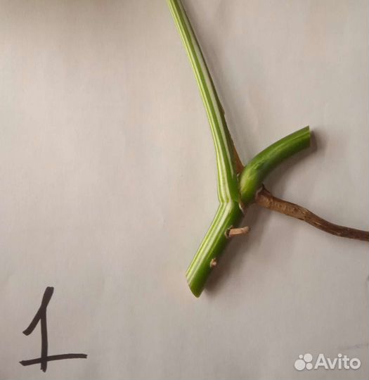 Монстера вариегатная альба