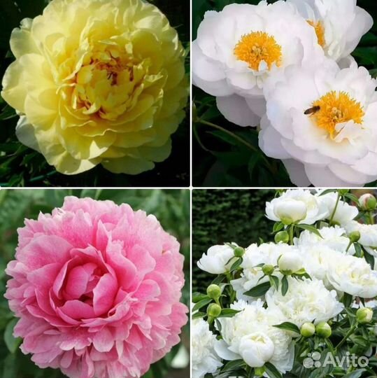 Пионы сортовые саженцы