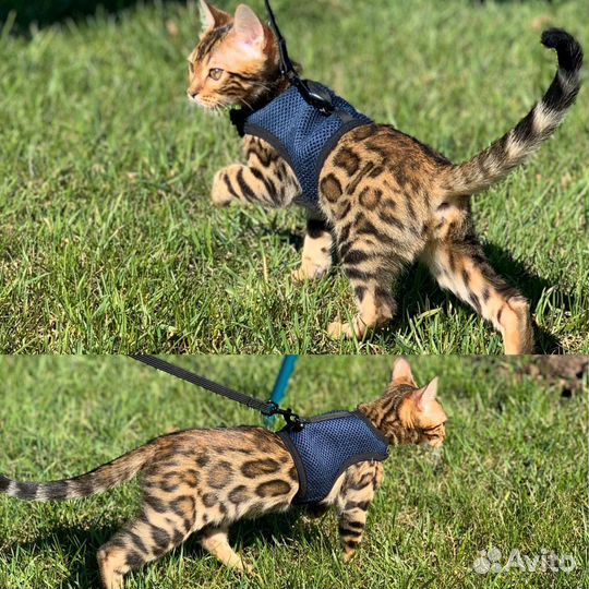 Бенгальские котята