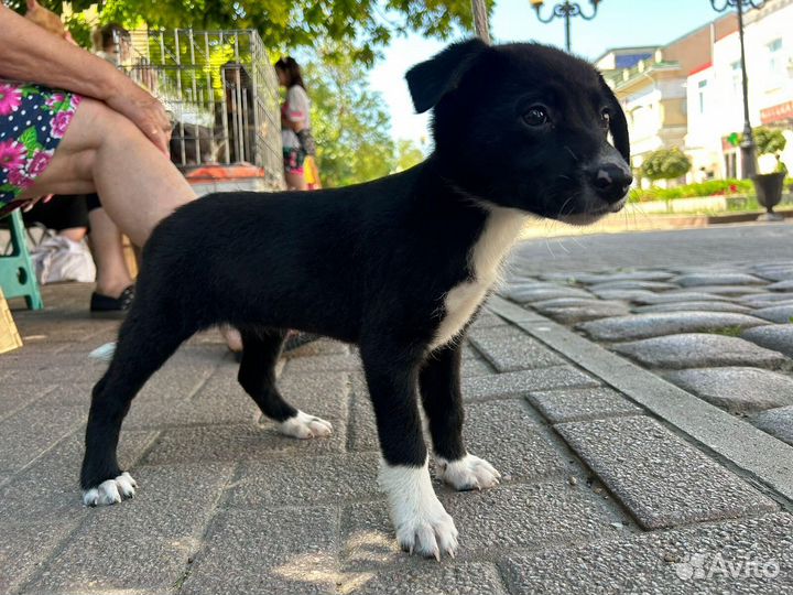 Три щеночка девочки брюнеточки 2,5 месяца стерилиз