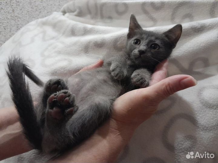 Отдам в добрые руки