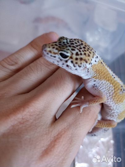 Геккон эублефар