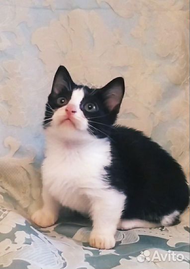 Котята манчкин, девочка стандарт