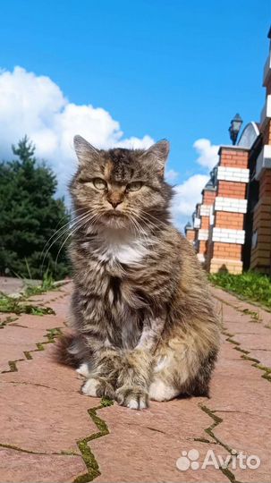 Ласковая кошка ищет дом