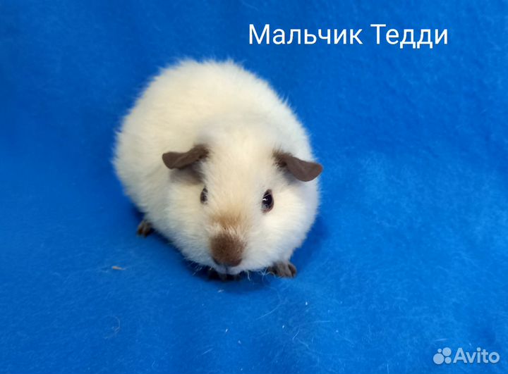 Морские свинки Тедди