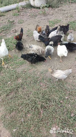 Куры (Дикоротивные)