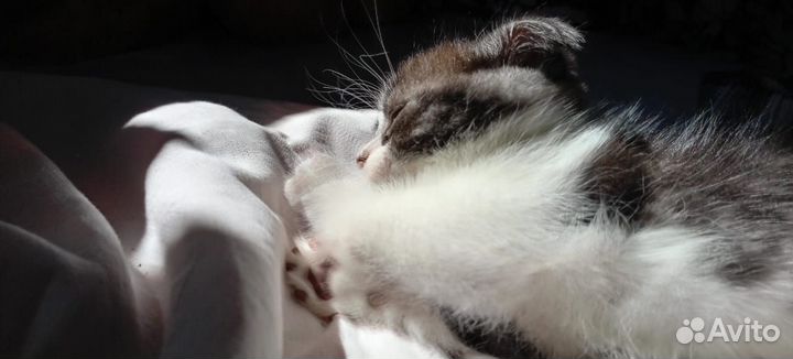 Котики отдам