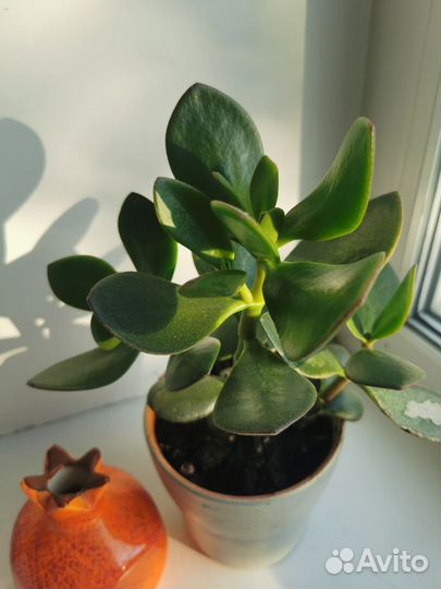 Крассула толстянка