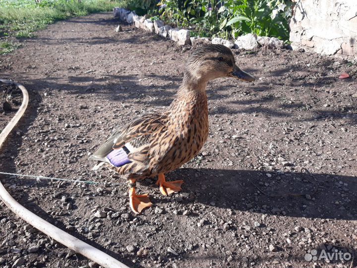 Подсадная утка рабочая 3х летка