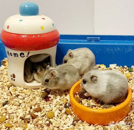 Хомячки Джунгарики