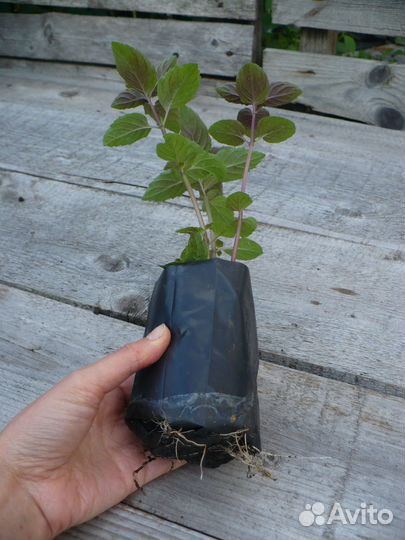 Мята сортовая (Шоколадная, Марокканская, Курчавая)