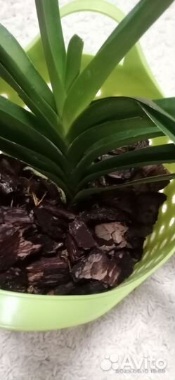 Орхидея ванда