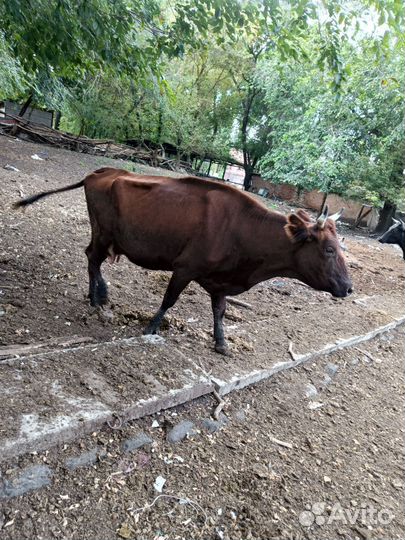 Продается дойная корова
