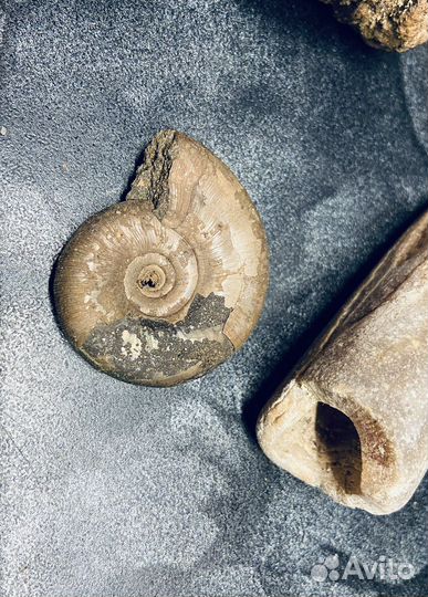 Древние окаменелости животных и кораллов