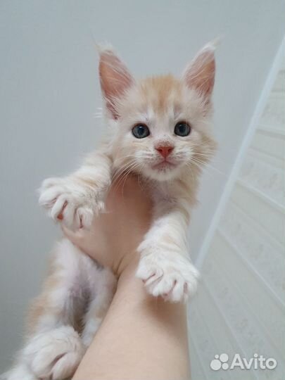 Котенок мейн-кун