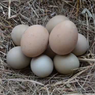 Инкубационное яйцо серебряного фазана