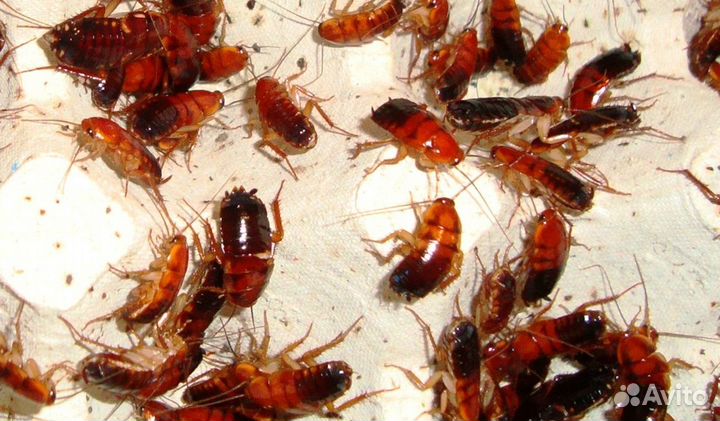 Корм насекомые - таракан/сверчек готовые каши