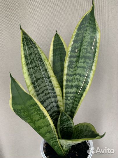 Сансевиерия Футура суперба