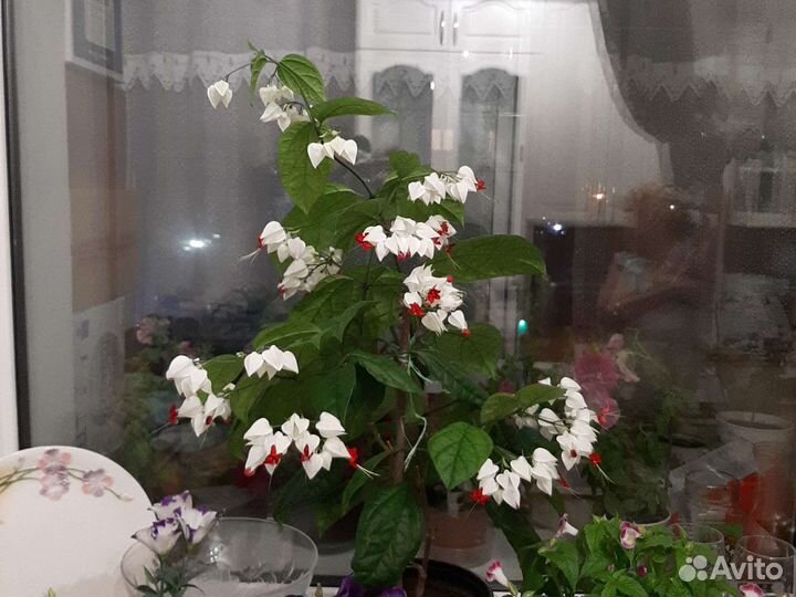 Клеродендрум Томпсона