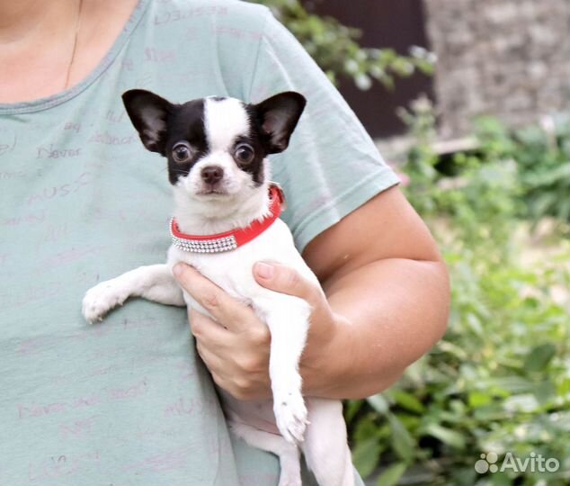 Ника.Самая Нарядная чихуахуа с доставкой и видео