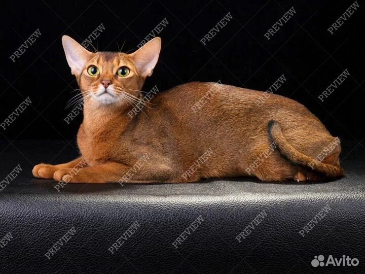 Абиссинская кошечка 2,5 года
