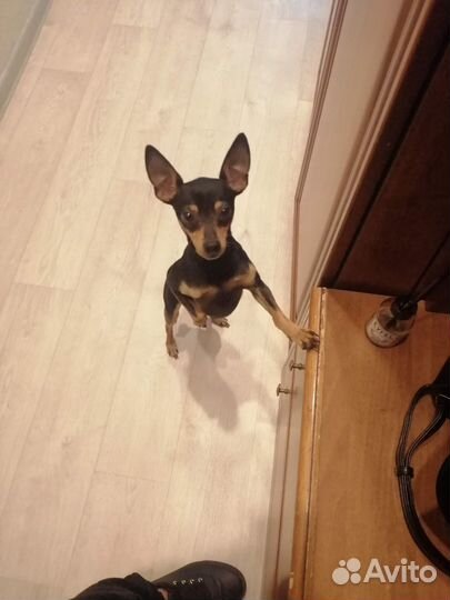 Вязка той-терьер