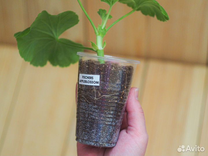 Пеларгония Fischers Appleblossom