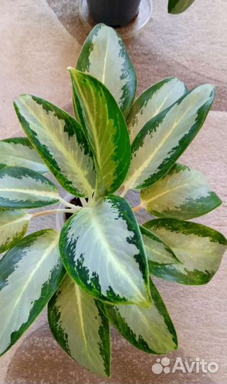 Аглаонема Kan Kwuay