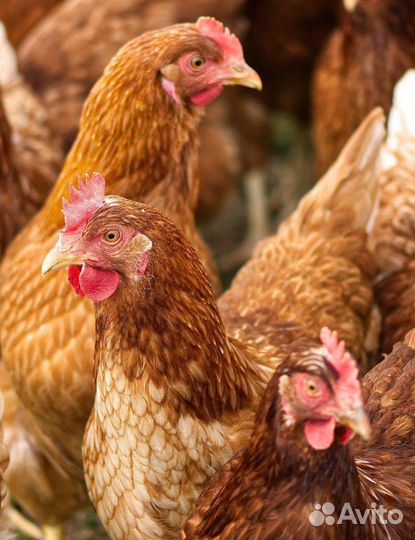 Куры молодки несушки
