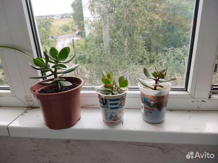 Хлорофитум