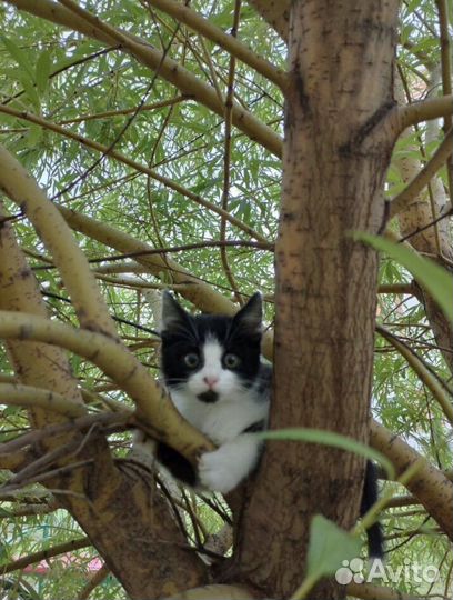 Котенок в добрые руки