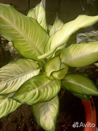 Диффенбахия