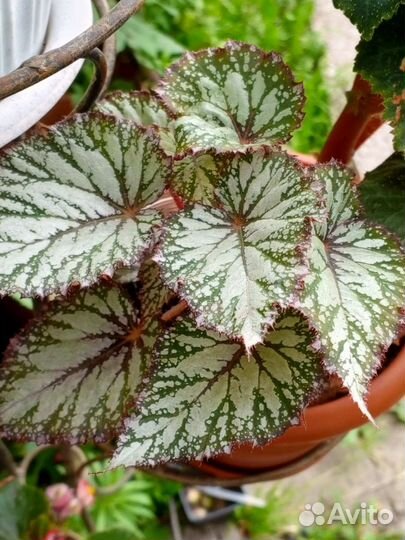 Бегония декоративно лиственная