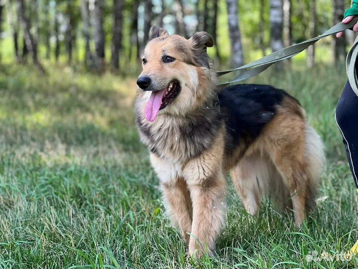 Спасите собаку