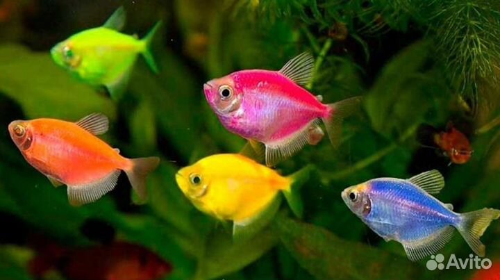 Рыбки собственного разведения и корм