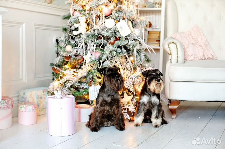 Груминг. Тримминг.Роллинг. Стрижка собак