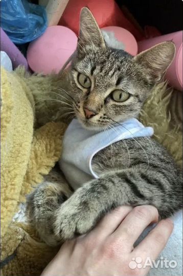 Кошка в дар