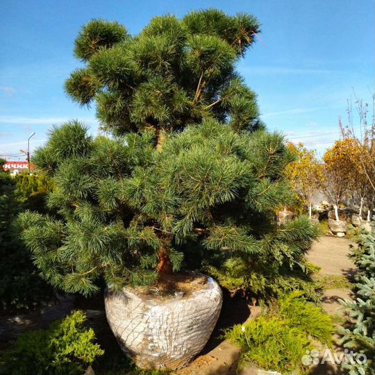 Бонсай из сосны норвежской крупномер 2,5-3,5 м