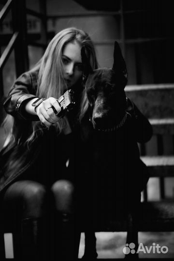 Фотосессия аренда с доберманом в студии на улице